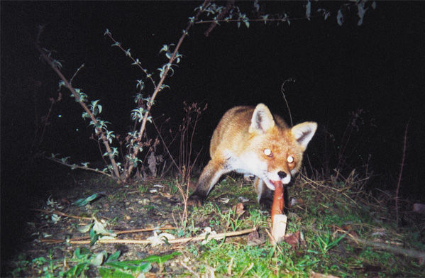 Photo by Tue Greenfort of a fox taking a sausage bait which triggers a camera to take a photo.