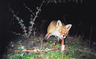 Photo by Tue Greenfort of a fox taking a sausage bait which triggers a camera to take a photo.